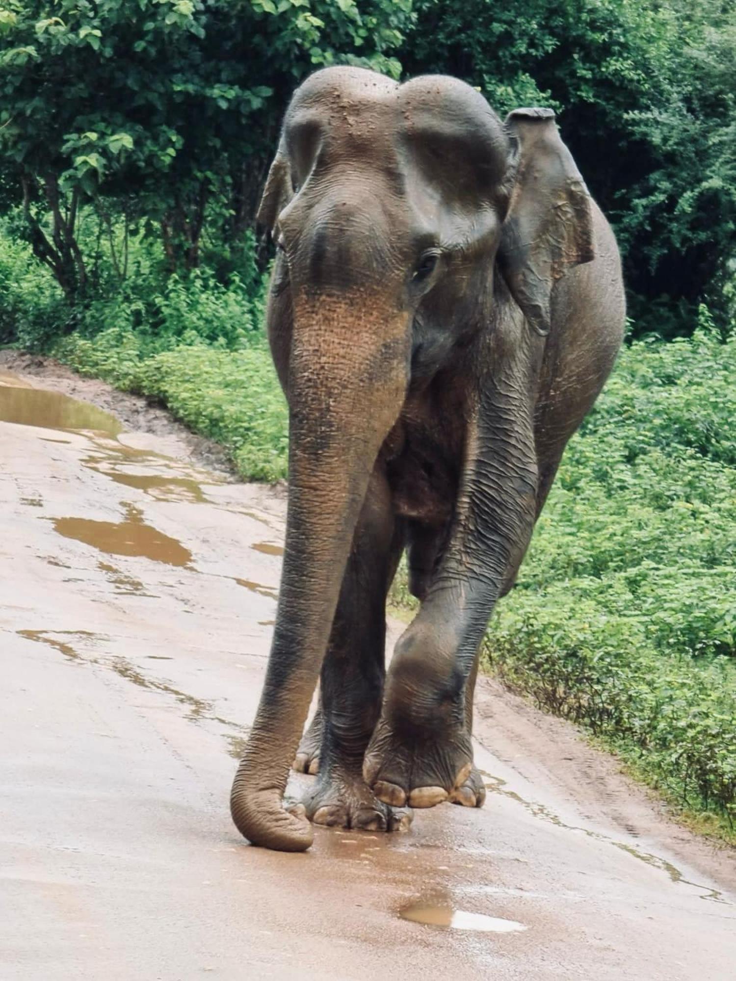Elephant Paradise Safari Bungalow Udawalawe Kültér fotó