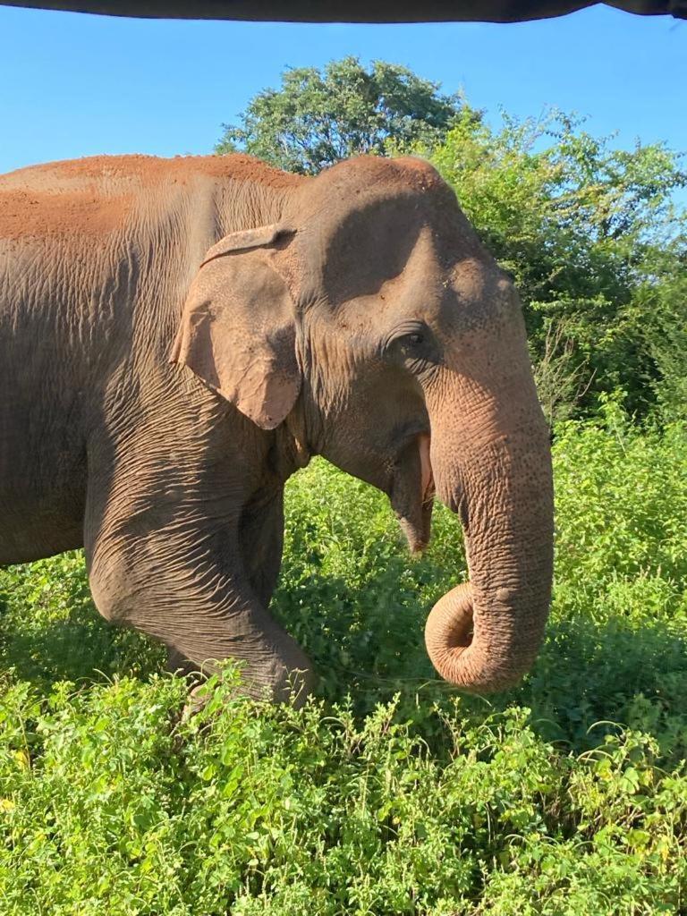 Elephant Paradise Safari Bungalow Udawalawe Kültér fotó