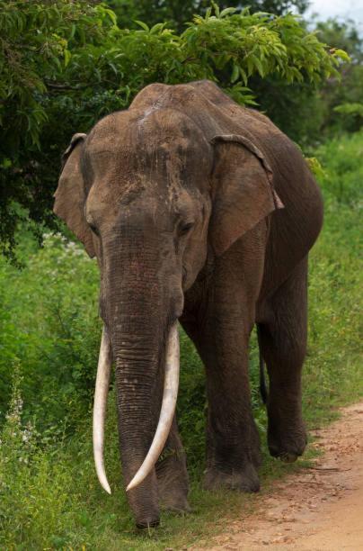 Elephant Paradise Safari Bungalow Udawalawe Kültér fotó