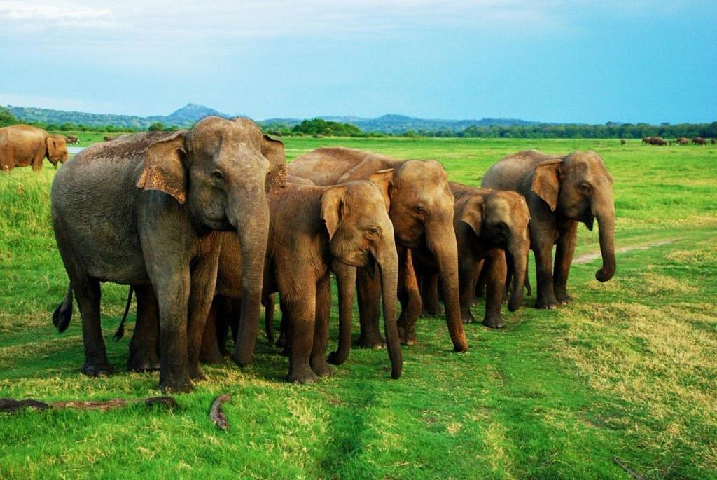 Elephant Paradise Safari Bungalow Udawalawe Kültér fotó