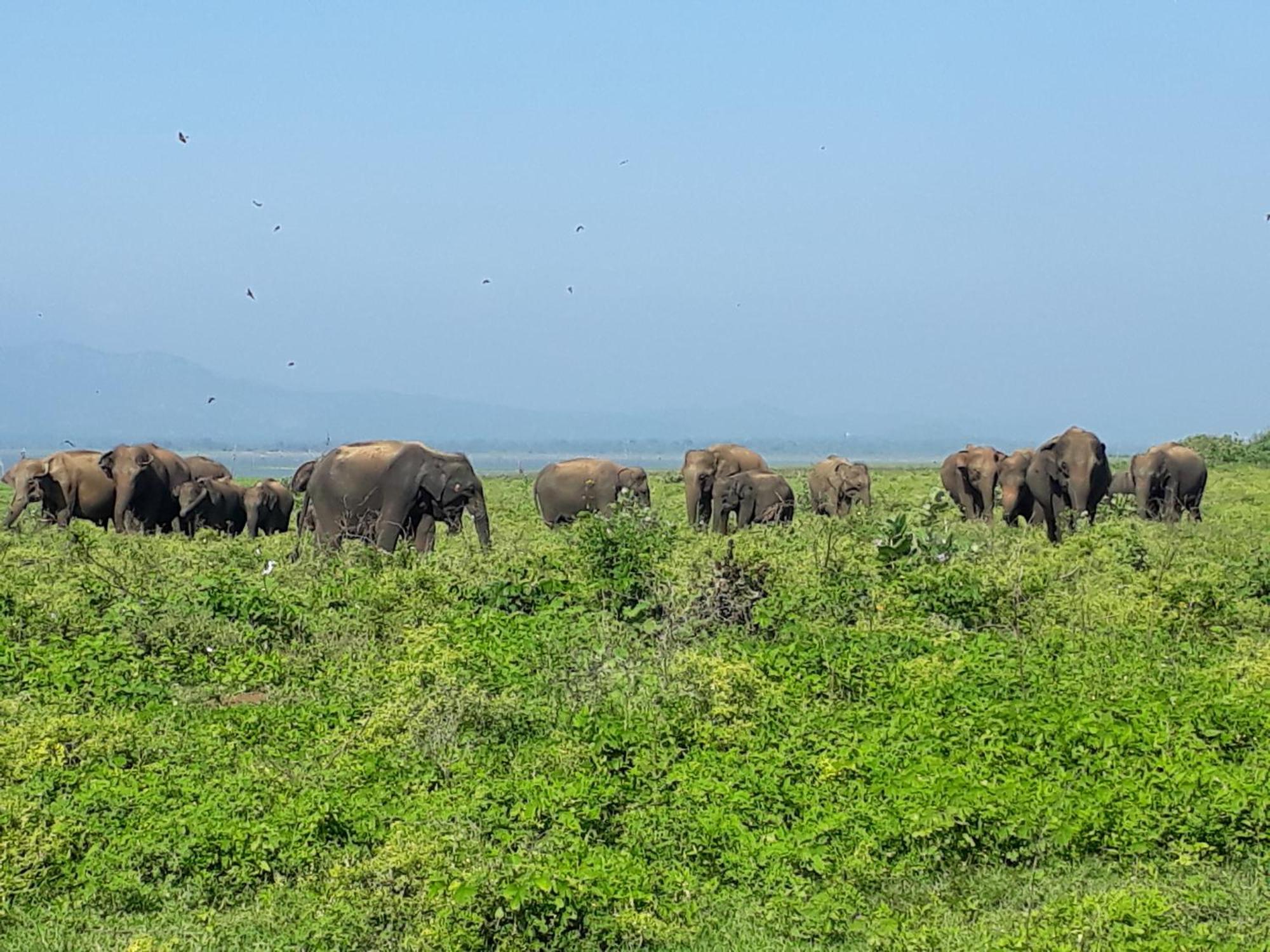 Elephant Paradise Safari Bungalow Udawalawe Kültér fotó
